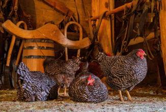 Meet the Top 15 Best Brown Egg Layers